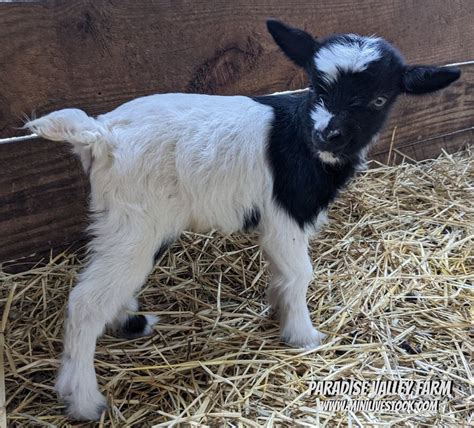Showing 1 - 40 of 96 results. . Mini silky fainting goats for sale in ohio